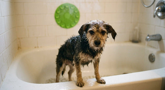 Cómo bañar a un perro en casa: guía paso a paso para que no sea una batalla - PETOP