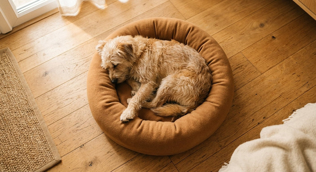 Cómo elegir la cama perfecta para tu perro: tipos, materiales y tallas explicados - PETOP