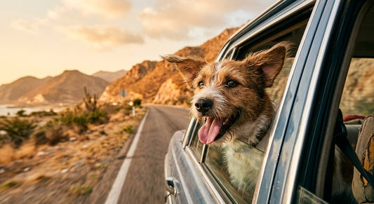 Cómo viajar con tu perro en México: avión, auto, documentos y destinos pet friendly 2026 - PETOP