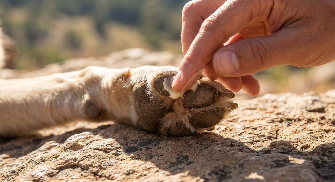 Cuidado de patas en perros: guía para asfalto caliente, senderismo y cojinetes agrietados - PETOP