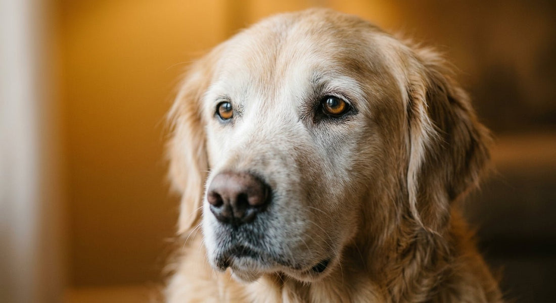 Perro senior: cómo cuidar a tu perro mayor y qué accesorios necesita después de los 7 años - PETOP