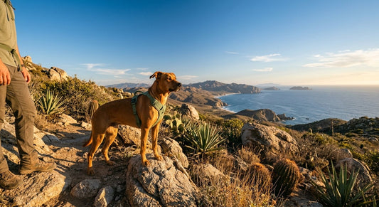 Senderismo con perro en México: rutas, equipo esencial y cómo preparar a tu mascota - PETOP